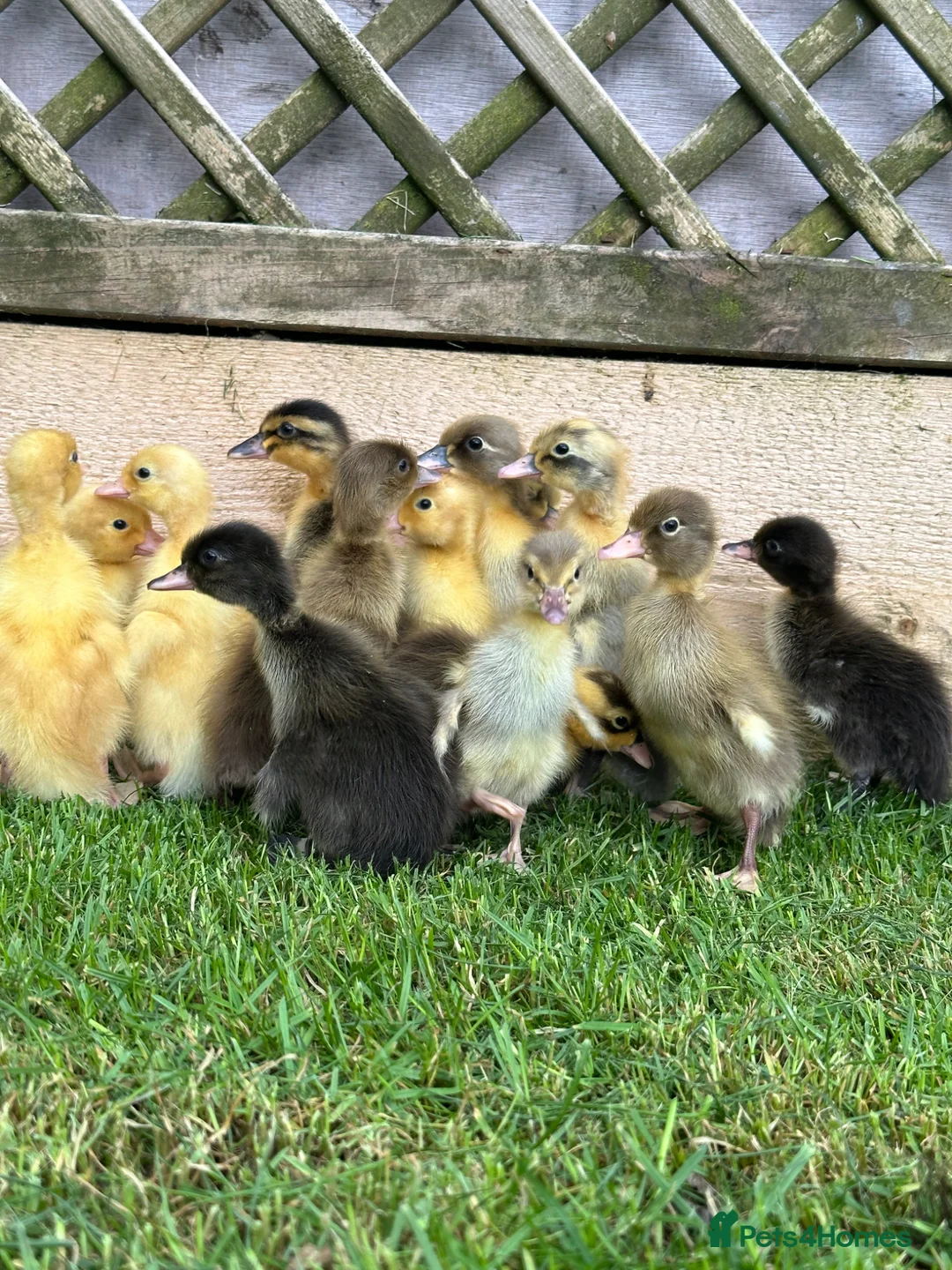 Ducks poultry for sale: Female Indian Runner ducklings  in Colchester - Advert 1