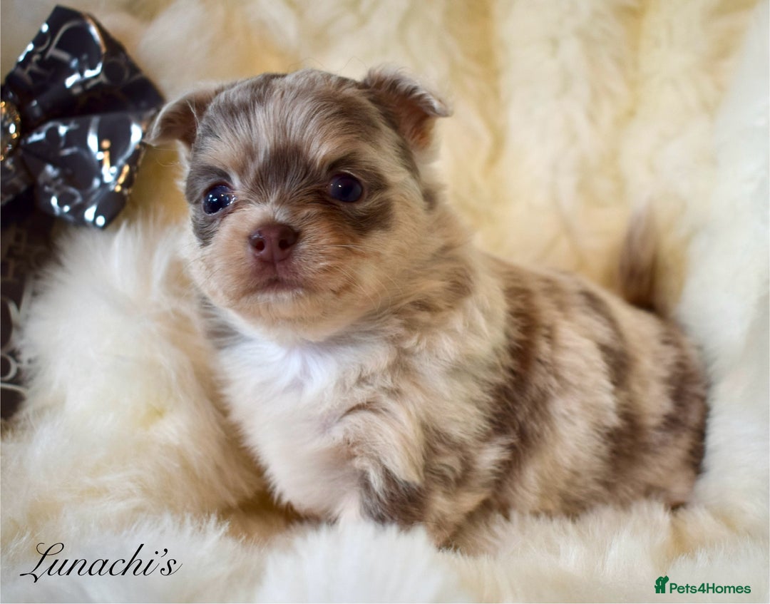 Chihuahua dogs for sale: Stunning long coat chihuahua puppies - Image 18