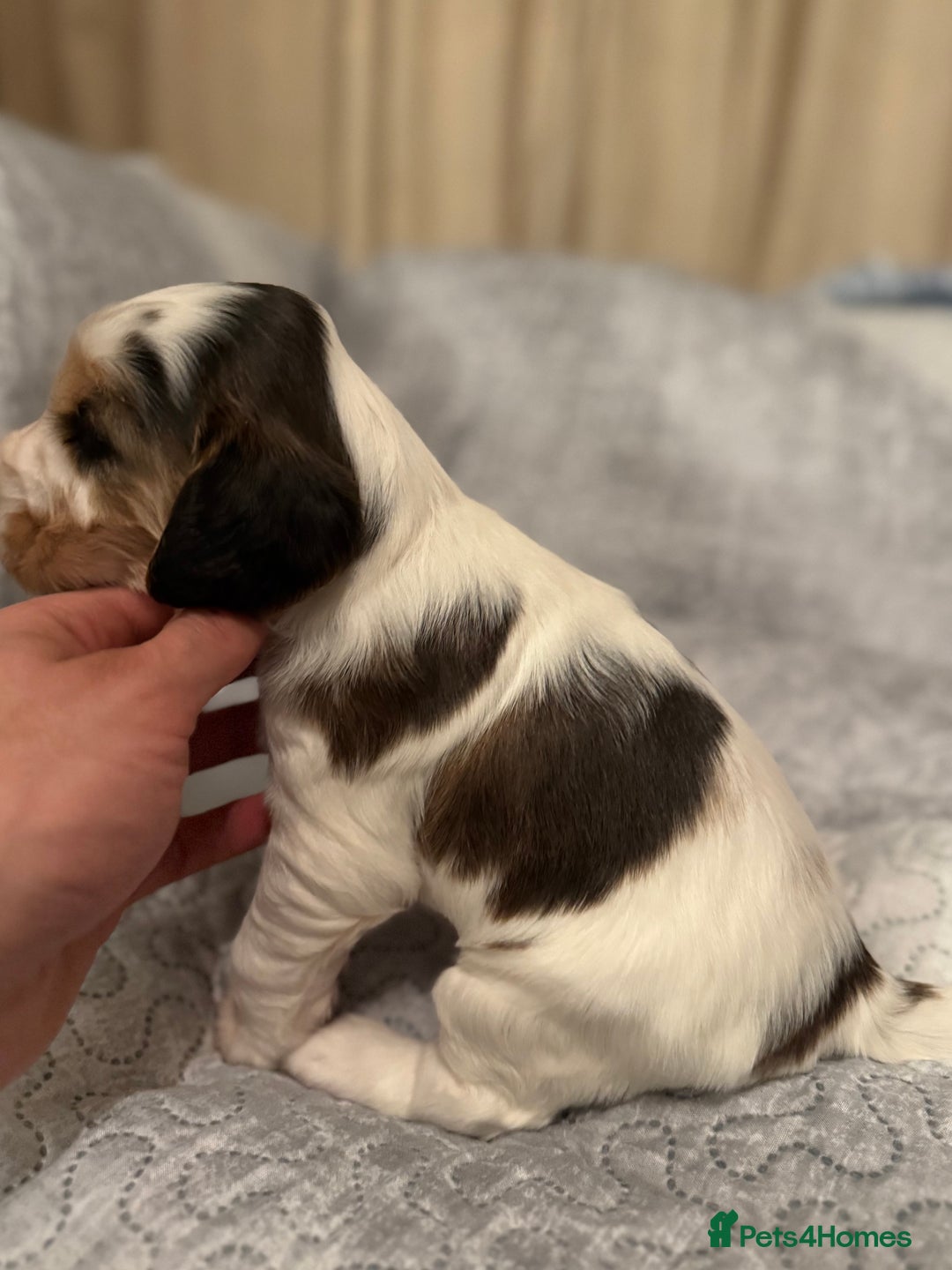Cocker Spaniel dogs for sale: True to type Show Cocker Spaniels - KC reg parents - Advert 11