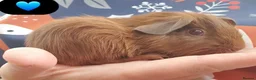 Guinea Pig rodents for sale: Beautiful guinea pigs - Advert 5