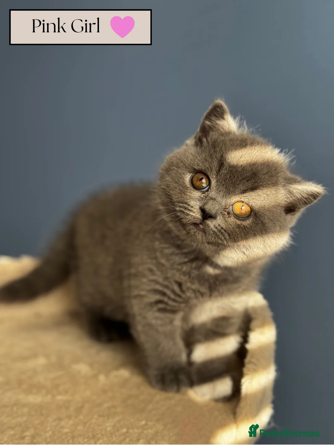 British Shorthair cats for sale: *READY SOON* BRITISH SHORTHAIR KITTENS🐱🩶 - Advert 1
