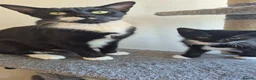 Mixed Breed cats for sale: Kittens - Advert 13