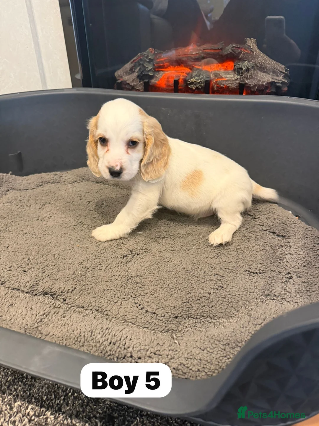 Cocker Spaniel dogs for sale: Beautiful adorable show type cocker spaniels - Advert 39