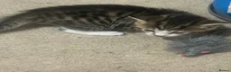 Mixed Breed cats for sale: 7 adorable kittens - Advert 3