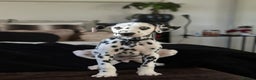 Dalmatian dogs for sale: Last Dalmatian puppy SCAR available  - Advert 2