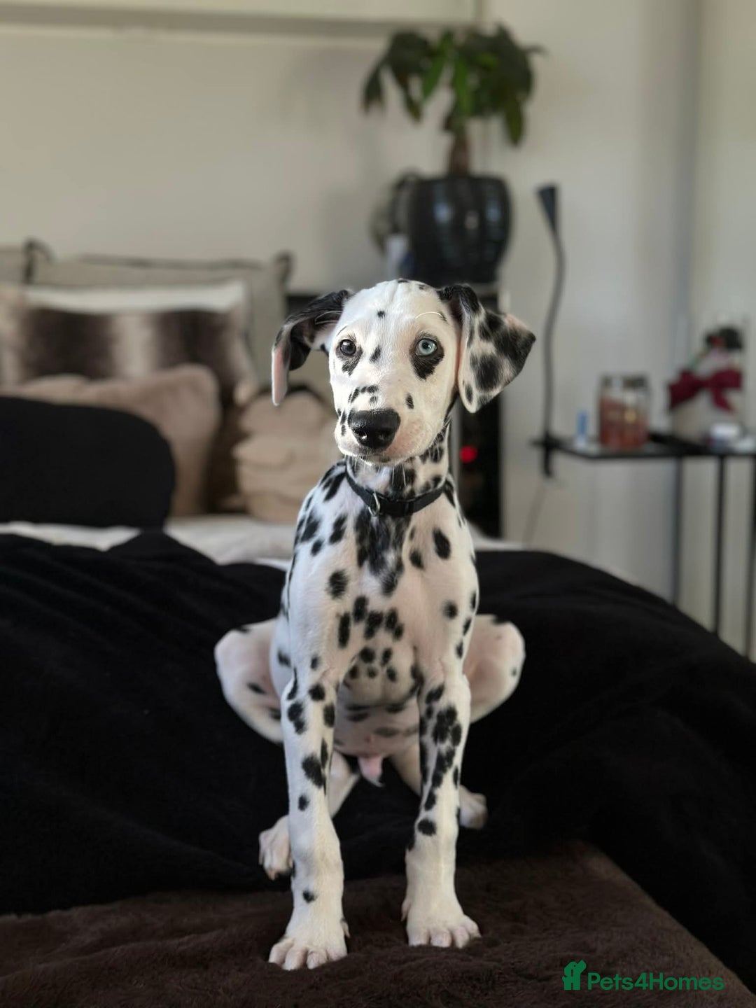 Dalmatian dogs for sale: Last Dalmatian puppy SCAR available  - Advert 2
