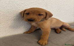 Labrador Retriever dogs for sale: 7 beautiful red fox Labrador puppies for sale.  - Image 15