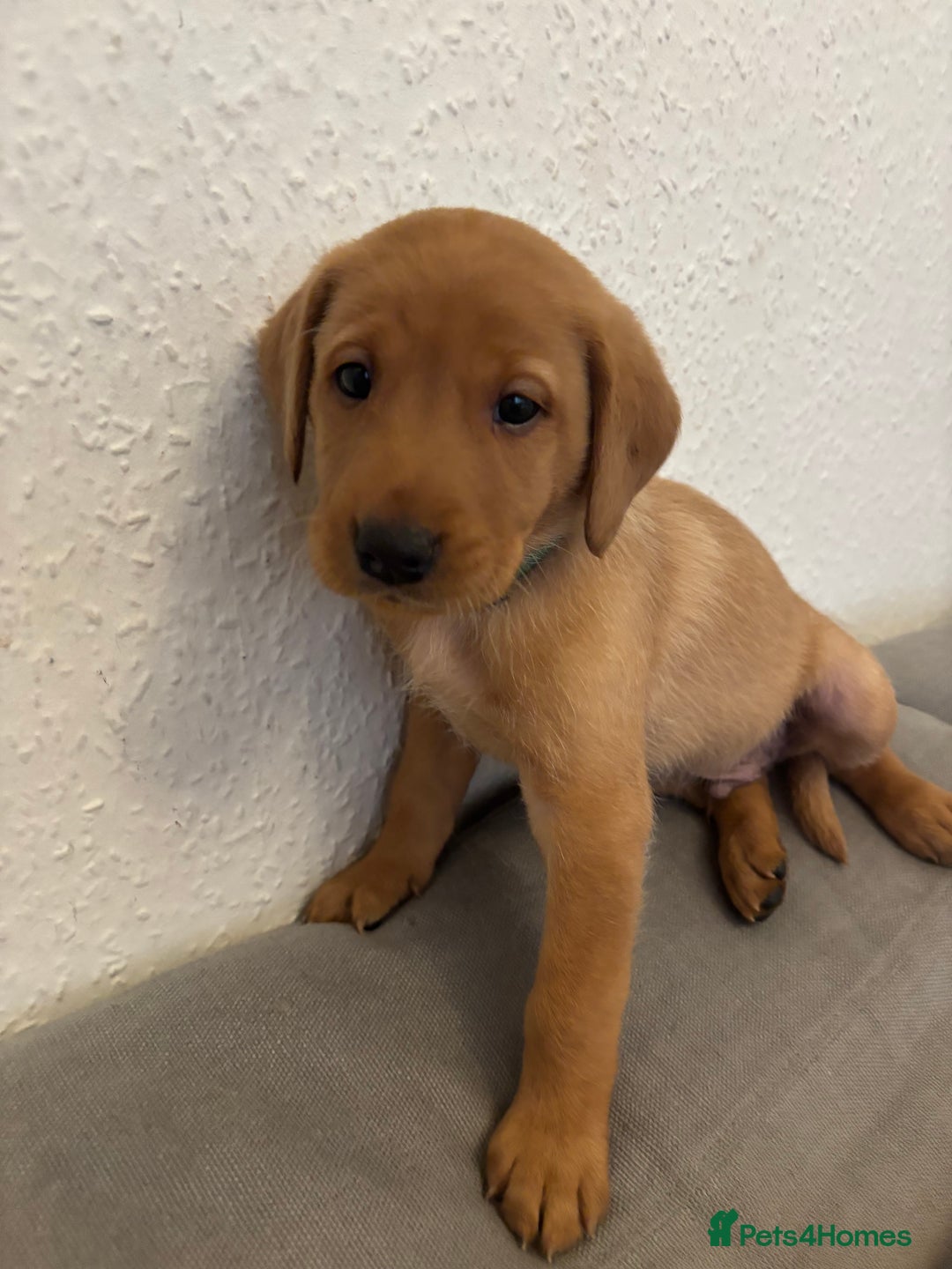 Labrador Retriever dogs for sale: 7 beautiful red fox Labrador puppies for sale.  - Image 15