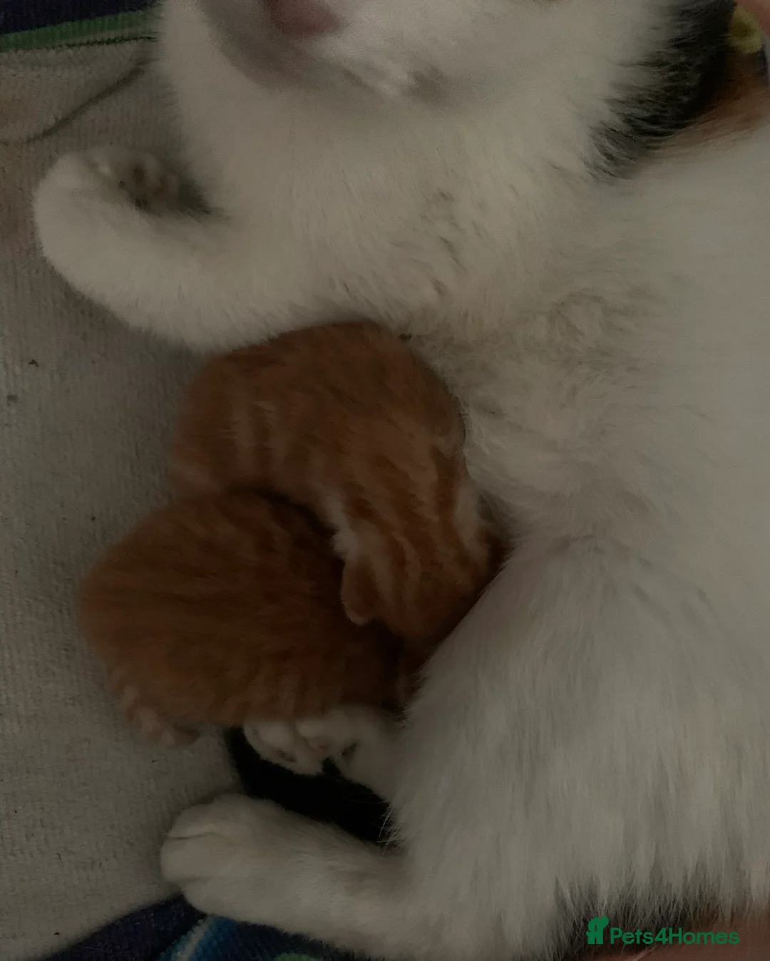 Mixed Breed cats for sale: Litter of kittens very playful  - Advert 2