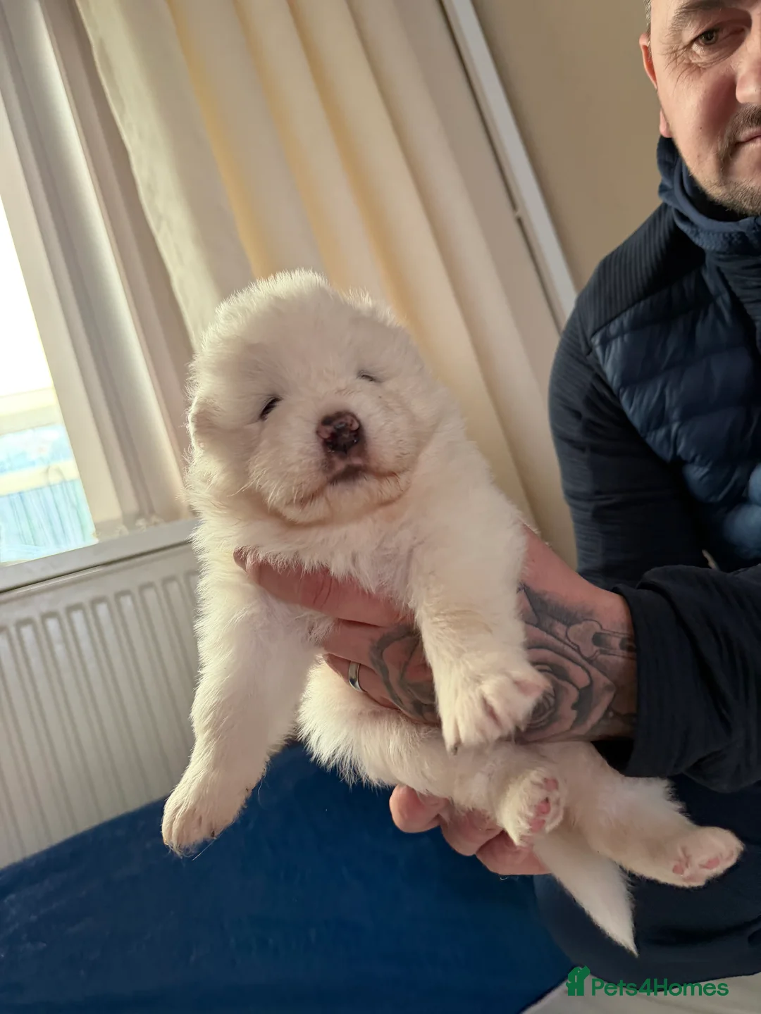 Samoyed dogs for sale: Beautiful samoyed pups  - Advert 7