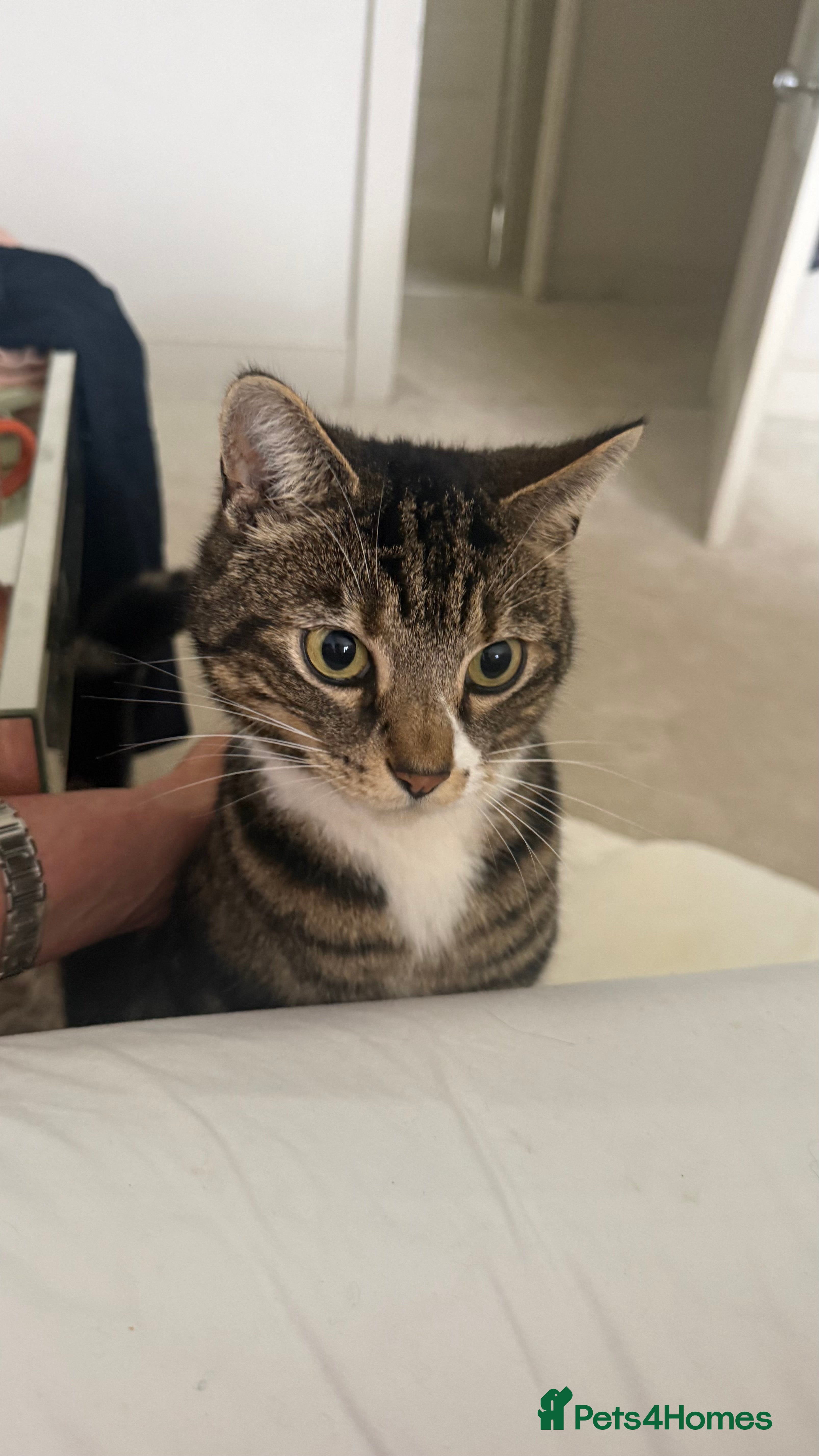 Mixed Breed cats Gentle boy needing calm loving home - Advert 1