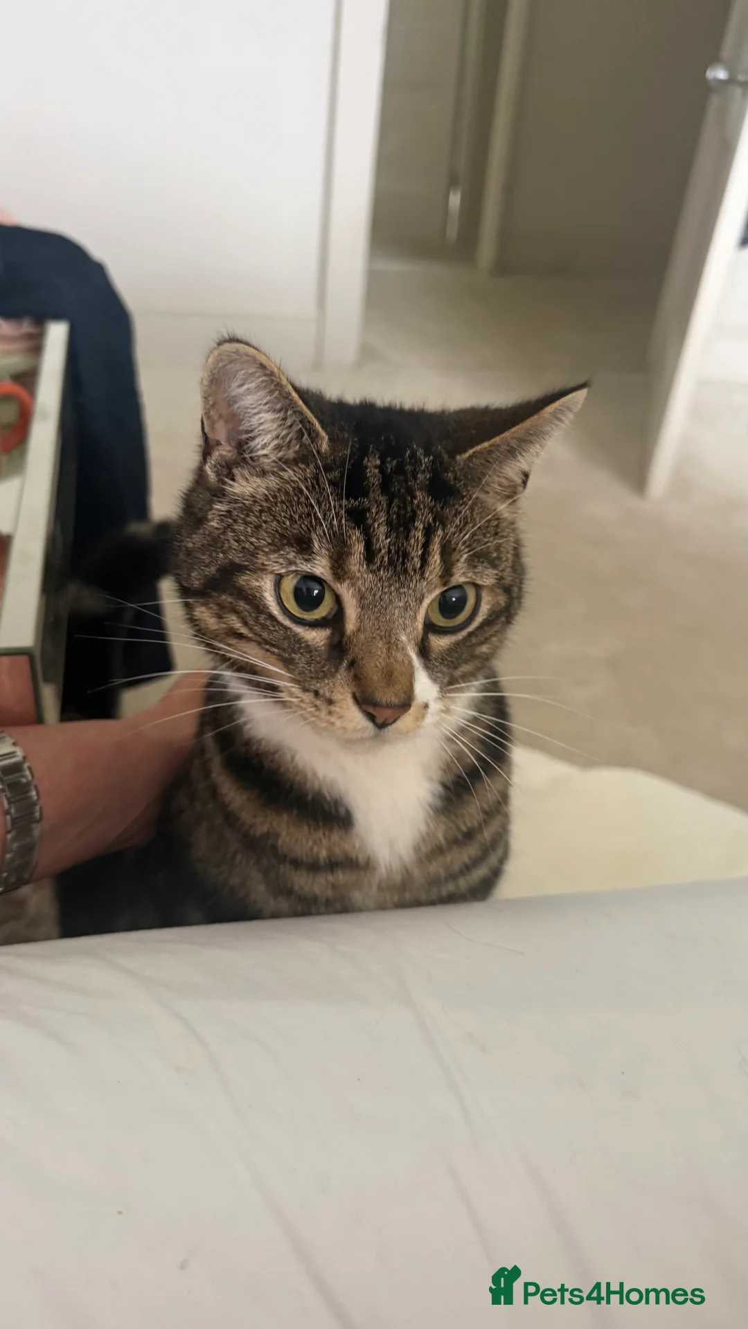 Mixed Breed cats for sale: Gentle boy needing calm loving home - Advert 1