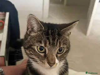 Mixed Breed cats Gentle boy needing calm loving home - Advert 2