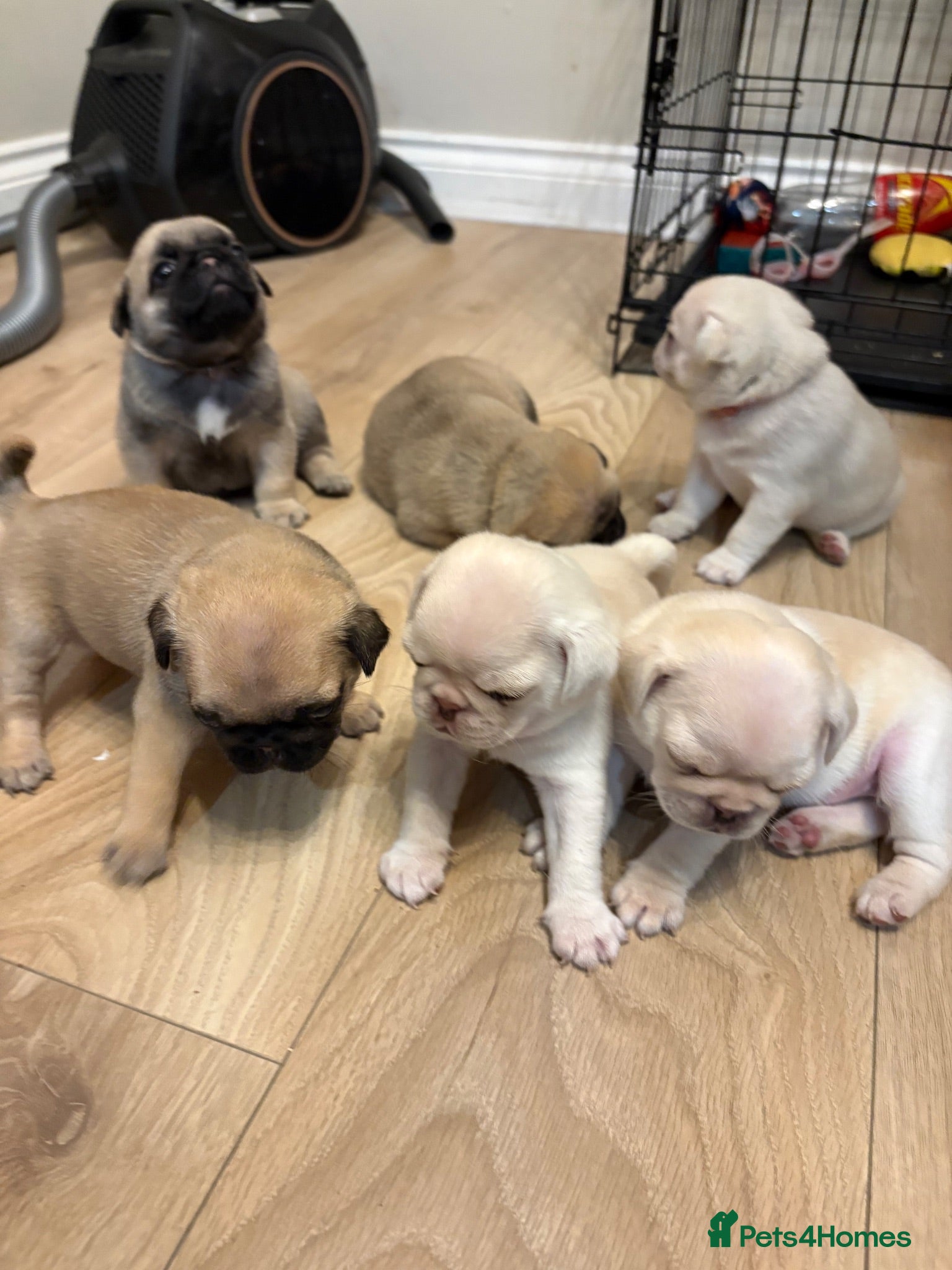 Pug dogs Kc registered pedigree pug puppies  - Advert 8