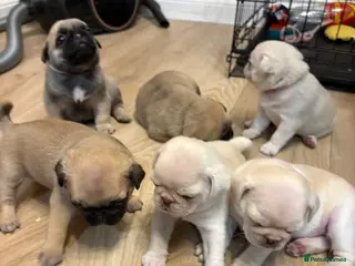 Pug dogs Kc registered pedigree pug puppies - Advert 18