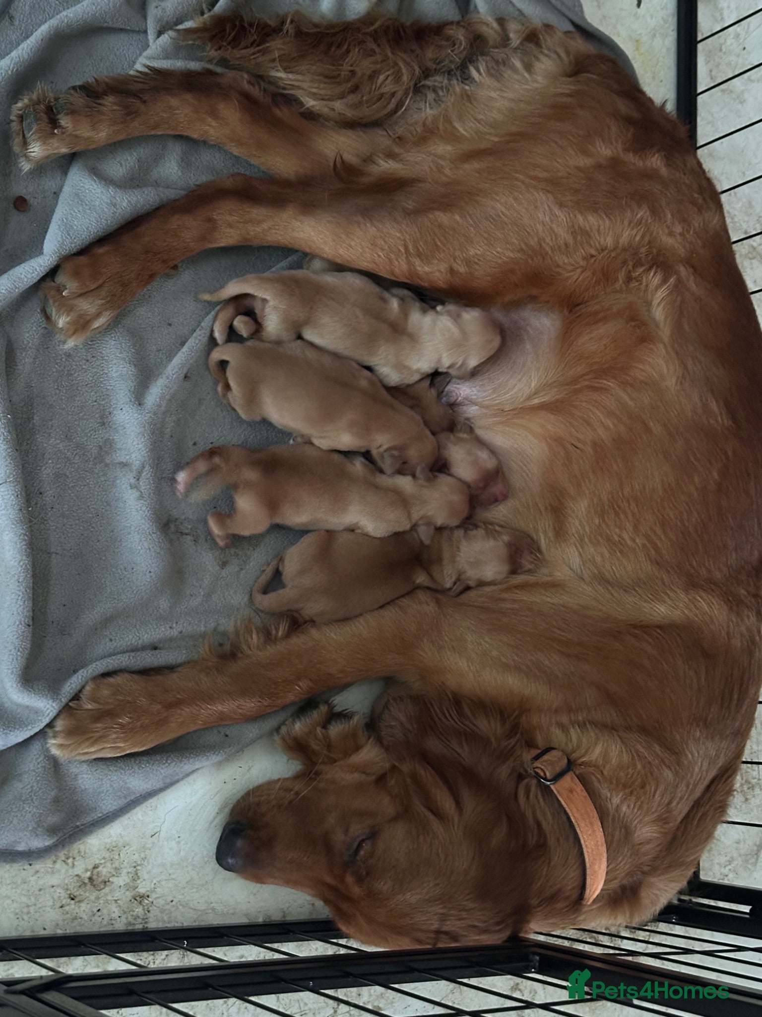 Golden Retriever dogs Golden Retriever KC puppies  - Advert 1