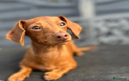 Miniature Dachshund dogs for sale: Stunning miniature dachshunds - Image 12