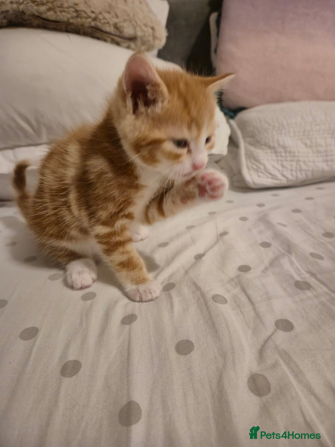 Domestic Shorthair cats for sale: 3 beautiful kittens - Advert 2