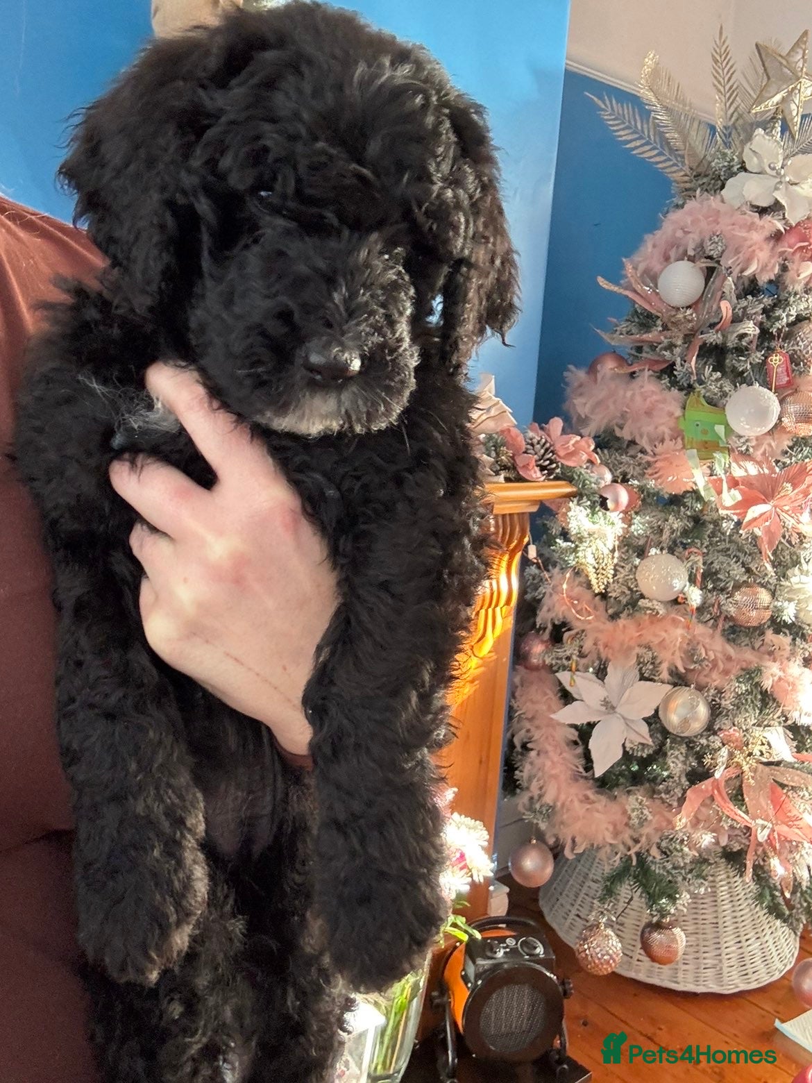 Mixed Breed dogs Bernedoodle - Advert 5