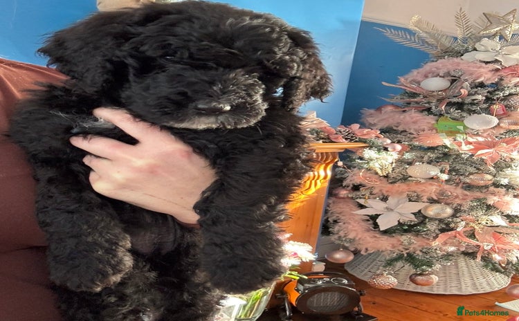 Mixed Breed dogs Bernedoodle - Advert 15