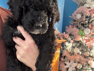 Mixed Breed dogs Bernedoodle - Advert 7