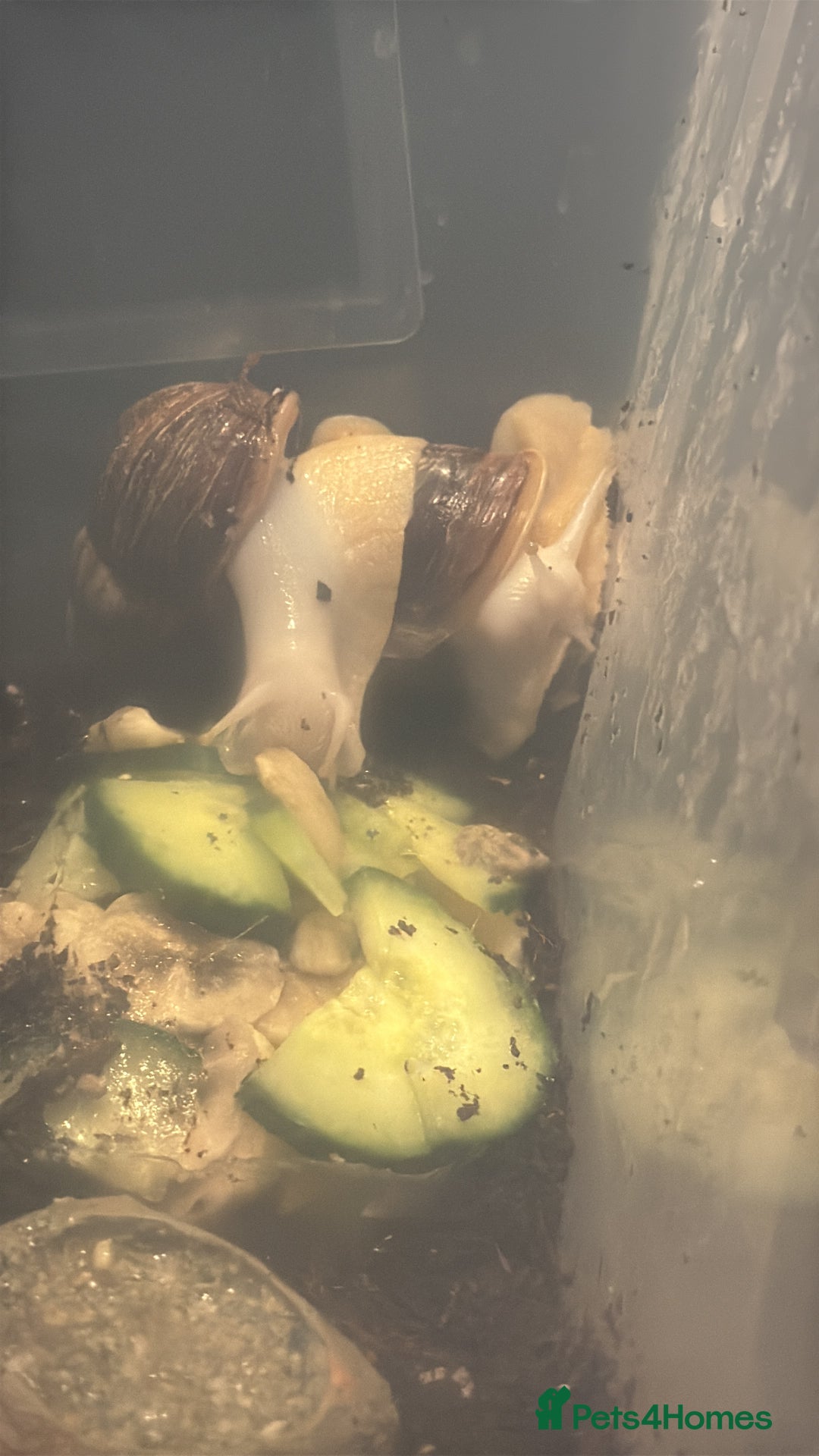 Snails invertebrates for sale: Jade foot albino African snail baby’s  - Image 1