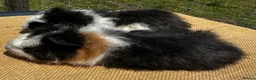 Guinea Pig rodents for sale: Pair of baby pet boys (9 wks old)  - Advert 1