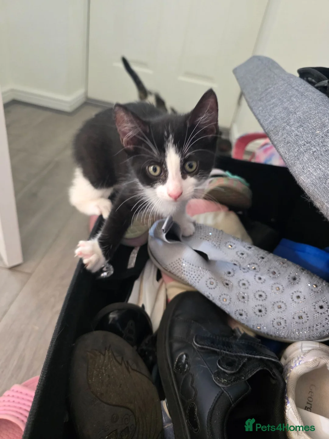 Mixed Breed cats for sale: 1 female kitten  - Advert 8