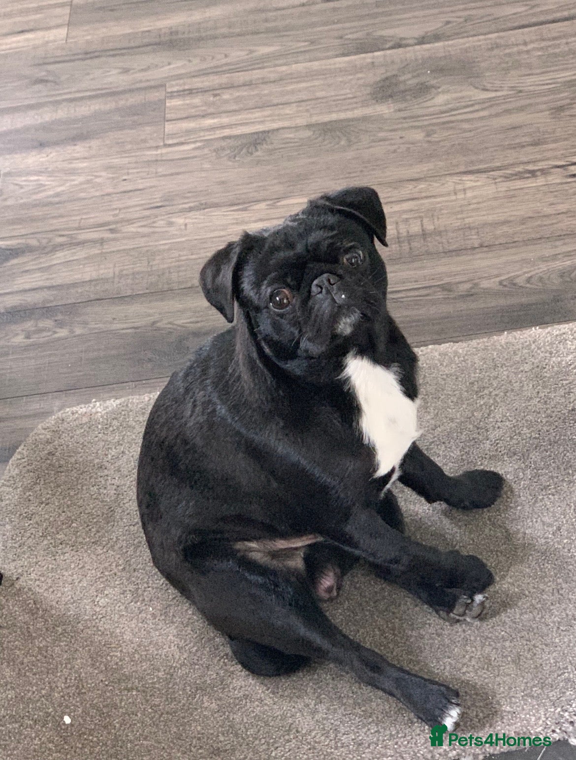 Pug dogs Kev the pug - Advert 1