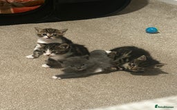 Mixed Breed cats for sale: Kittens for sale - Advert 2