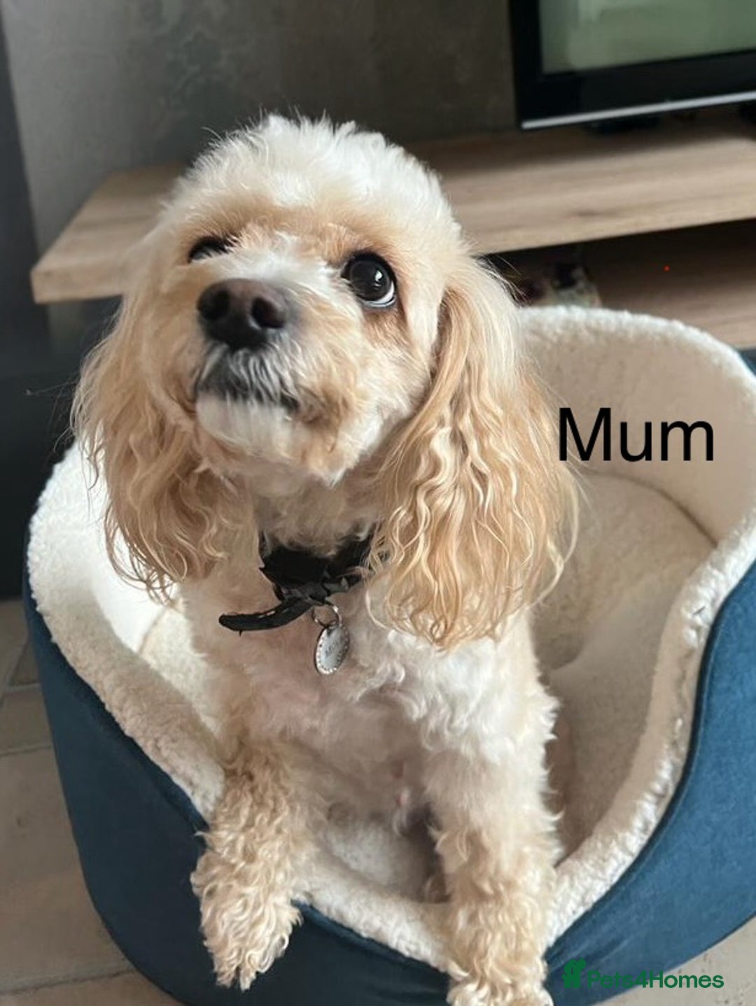 Cavapoo dogs for sale: Australian Cavapoo ! Full panel DNA Tested  - Advert 9