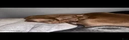 Labrador Retriever dogs for sale: Labrador puppies for sale  in Widnes - Advert 7