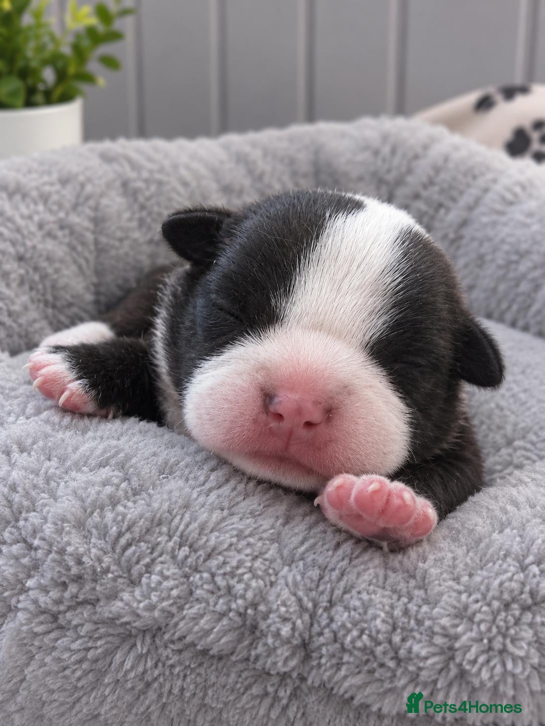 Staffordshire Bull Terrier dogs Outstanding litter  blue brindle white kc staffys - Advert 5