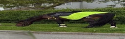 Irish Cob horses for sale: 15.2hh bomb proof hack  - Advert 6