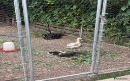 Ducks poultry for sale: Runner x Cayuga Ducks - Image 2