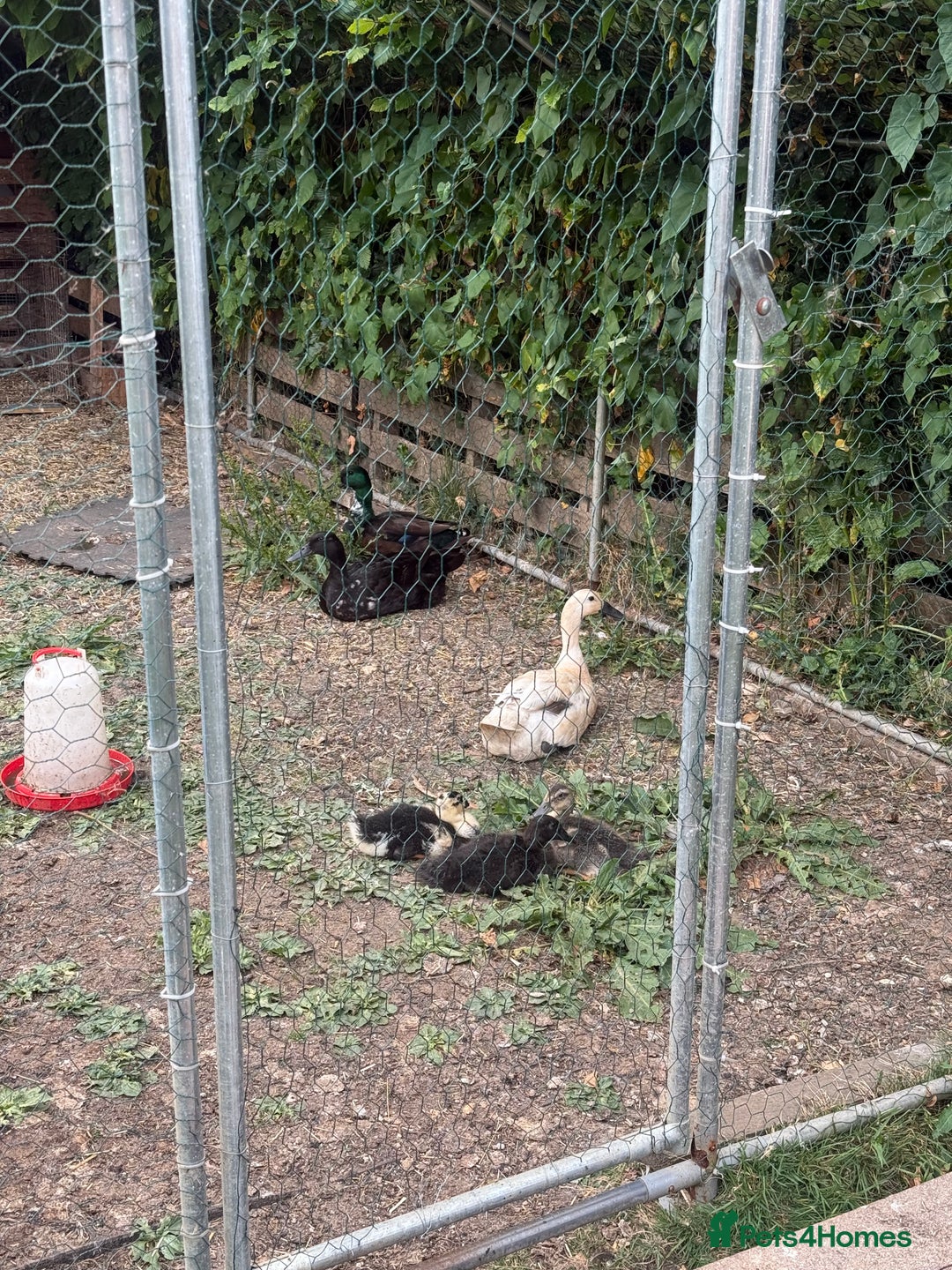 Ducks poultry for sale: Runner x Cayuga Ducks - Image 2