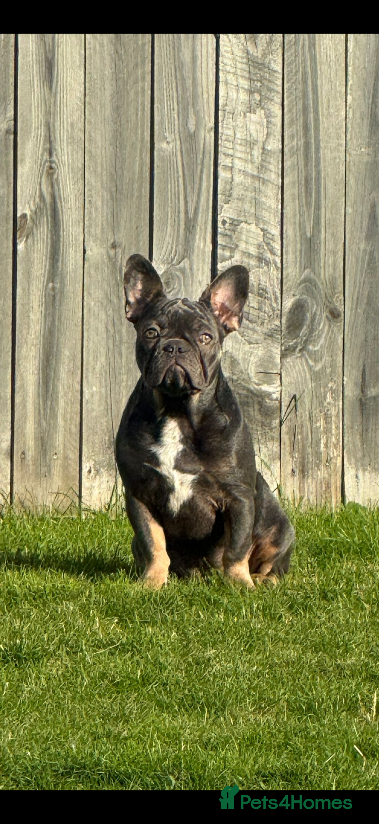 French Bulldog dogs French bulldog FREE - Advert 1