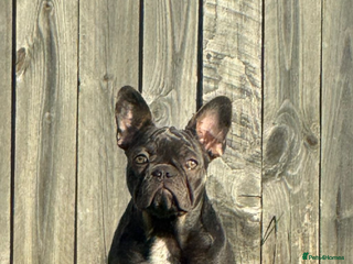 French Bulldog dogs French bulldog FREE - Advert 1
