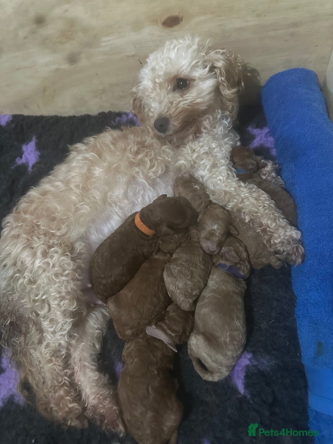 Cockapoo dogs for sale: FOX RED TOY COCKAPOO PUPPIES  - Advert 16