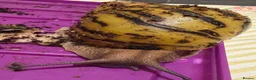Snails invertebrates for sale: Achatina tiger snail  - Advert 3