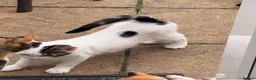 Mixed Breed cats for sale: KITTENS FOR SALE IN THE WEMBLEY AREA in Wembley - Advert 5