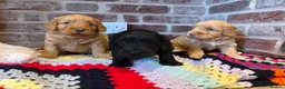 Cockapoo dogs for sale: Beautiful F1 Cockapoos in King's Lynn - Advert 10