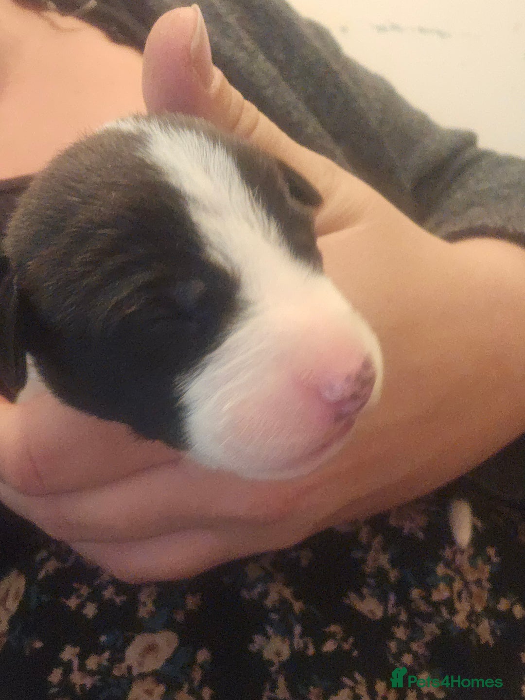 Lurcher dogs for sale: Lurcher puppies  - Image 4