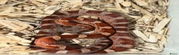 Corn Snake reptiles for sale: Baby cornsnakes  in Paignton - Advert 8