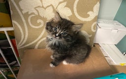 Mixed Breed cats for sale: X1 male kitten  - Image 2
