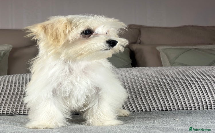 Maltese dogs - Advert 4