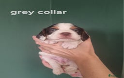 Cocker Spaniel dogs for sale: Beautiful cocker spaniel puppies - Image 4
