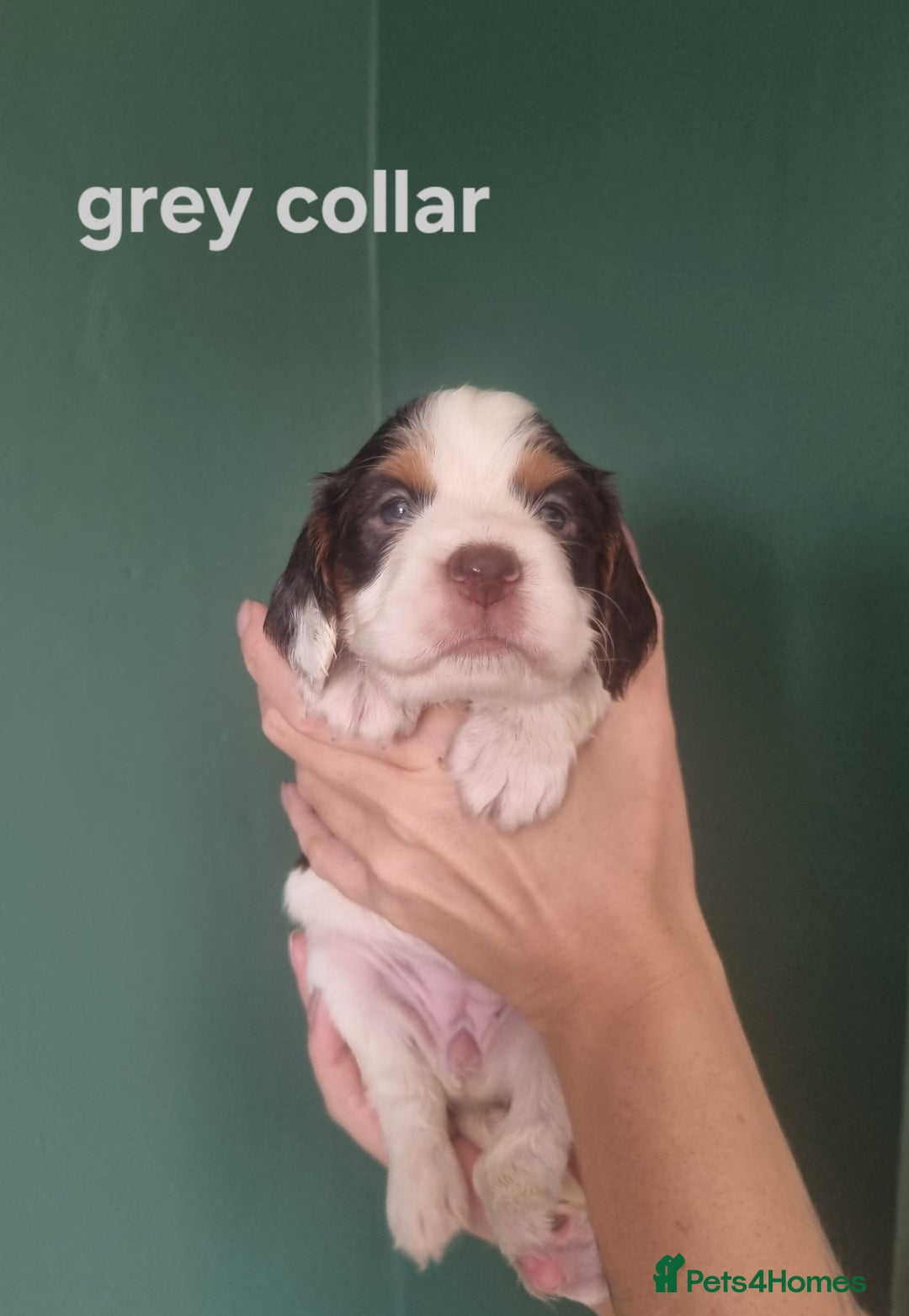 Cocker Spaniel dogs for sale: Beautiful cocker spaniel puppies - Image 4