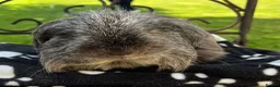 Guinea Pig rodents for sale: Sheltie (Silky) Guinea pig. - Advert 3