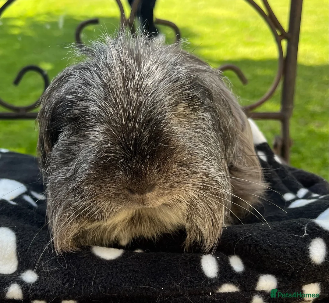 Guinea Pig rodents for sale: Sheltie (Silky) Guinea pig. - Advert 3